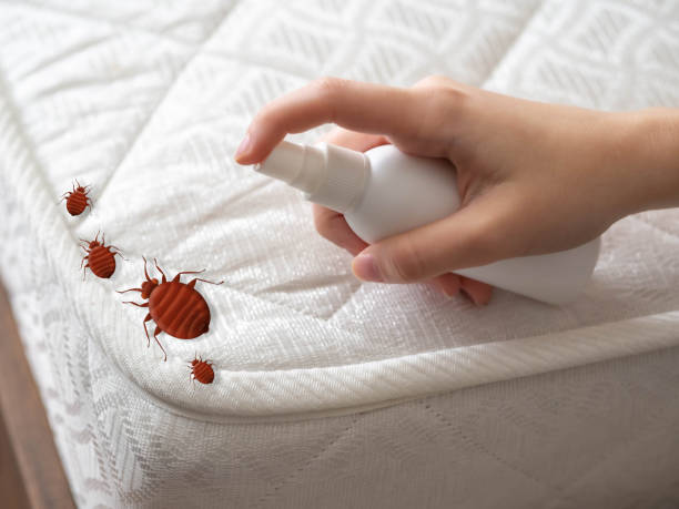 Best Flea Control Services  in Westminster, CO