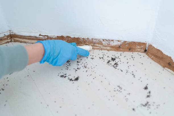 Best Wasp Removal Services  in Westminster, CO